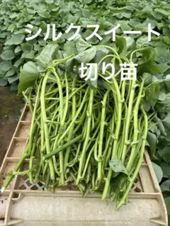 2026年最新】ご購入完了後、24時間以内に発送処理させていただきます