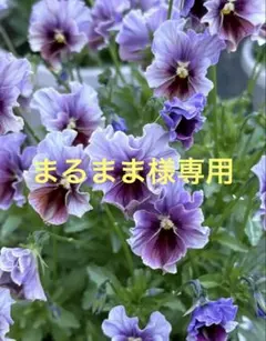 まるまま様 リクエスト 2点 まとめ商品