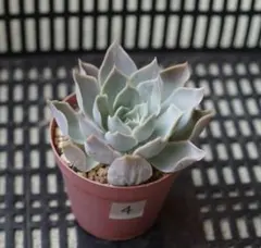 2025年最新】シムランスラグナサンチェスの人気アイテム - メルカリ