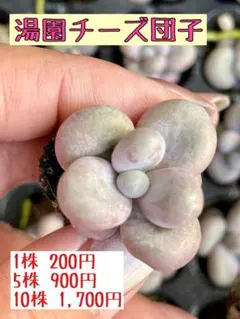 ぽりさん※プロフィール、お読みください♪様 リクエスト 2点 まとめ商品