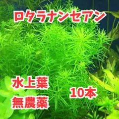 Zoro様 リクエスト 3点 まとめ商品