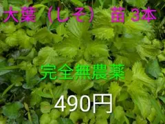 農薬 青じそ（大葉）苗 3本＋補償1本 根付き 家庭菜園 夏野菜のサムネイル