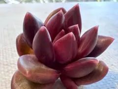 L*☆様 3411 新品種　あわあわ　エケベリア　多肉植物　撮影12月25日