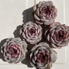 多肉植物♡レッドベルベット