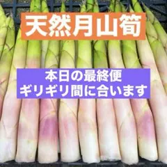 月山筍　根曲がり竹　山形県産　姫竹　たけのこ　大自然の凛さん採取　その55