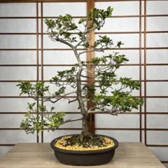 【皐月(さつき)】 緋奈野(ひなの) 盆栽 素材のサムネイル
