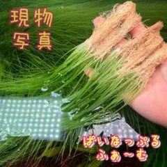 2026年最新】ホシクサの人気アイテム - メルカリ