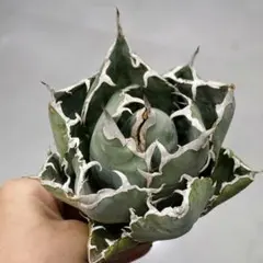 2025年最新】アガベ 清櫻の人気アイテム - メルカリ