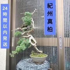 赤松『樹高約200㎝〜』引き取り限定。配達別料金、植込み無料❗️最終