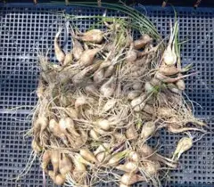 種らっきょう　球根　箱込み２０キロ発送 楽天市場】【送料無料】島らっきょう らっきょう種球根 野菜の苗