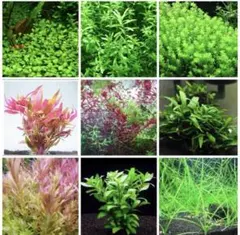 2026年最新】アヌビアスナナの人気アイテム - メルカリ