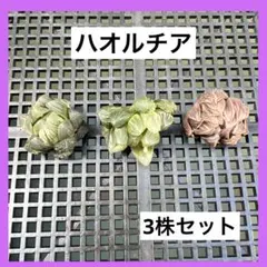 め*い様 M− 14 ハオルチア オブツーサ錦 水中月錦 3株セット