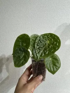 Begonia rockii ベゴニア ロッキー (中株) - メルカリ