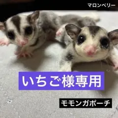 モモンガ 夏用 接触冷感 三角ポーチ ハウス おうち Lサイズ