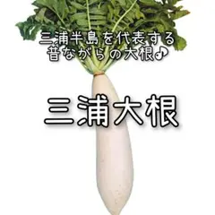 シバちゃん様 リクエスト 3点 まとめ商品