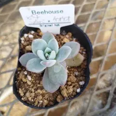 2025年最新】bee house 多肉の人気アイテム - メルカリ