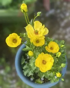 チビ花様専用ラナンキュラスラックス③ほかの方は購入できませんのサムネイル