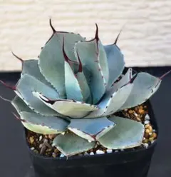 2025年最新】パリー トランカータの人気アイテム - メルカリ