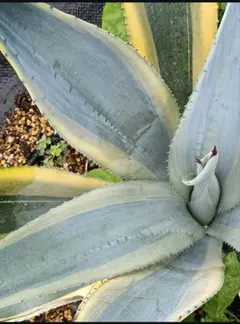 2025年最新】フランゾシニー錦の人気アイテム - メルカリ