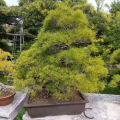 五葉松『庭木用』綺麗な樹形。 引き取り限定。近畿地方のみ配達&植込み