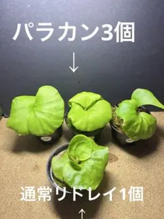 ビカクシダ リドレイパラカン3個と通常リドレイ1個のサムネイル