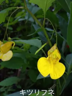 ふにゃ様 リクエスト 2点 まとめ商品