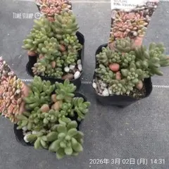 1ポット985円 セダム 萌乙女 6cmポット - メルカリ