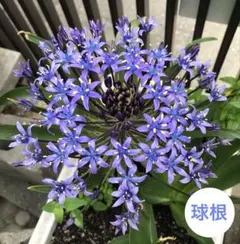 みづきちゃんのおさるさん様 リクエスト 2点 まとめ商品