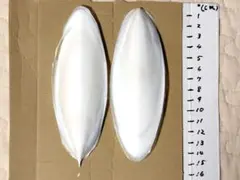 カルトボーン　カットルボーン　リクガメ　 お試し２枚セット