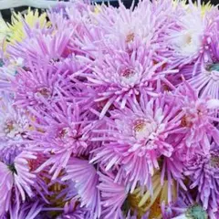 レア　無農薬　大輪マム（アンティークな雰囲気　切り花　花束 C レア 大輪マム（アンティークな雰囲気 切り花 花束 - メルカリ