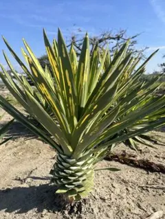 2026年最新】ユッカ グロリオサ 散り斑の人気アイテム - メルカリ