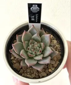 2025年最新】優木園 さんの人気アイテム - メルカリ