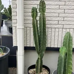 柱サボテン(棘あり)鬼面角 3本大株(蕾付き) 3株植え - メルカリ