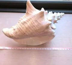 貝殻置物 約22cm 自然なデザイン 貝殻置物 約22cm 自然なデザイン - メルカリ