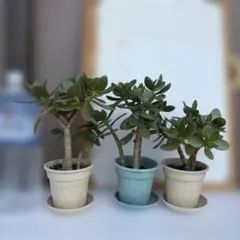 金のなる木 多肉植物 鉢植え 3点セット（抜き苗希望の方はお値引き有り）のサムネイル