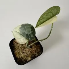 Anthurium Miss Freckles✖️RVDP（斑入り) - メルカリ