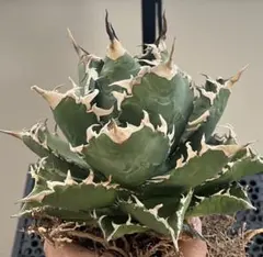 2026年最新】白鯨ですの人気アイテム - メルカリ