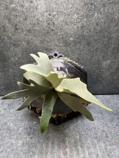 【良品！貯水葉展開中】ビカクシダ P. Golden Boy　台湾株 金童 良品！貯水葉展開中】ビカクシダ P. Golden Boy 台湾株 - メルカリ