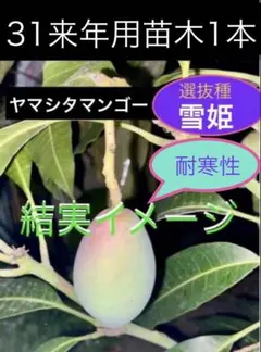 マンゴー苗 品種 マグシャミン - メルカリ