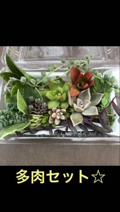 多肉植物　カット苗詰め合わせ☆ 50gギリギリまで入れます！初心者向き！