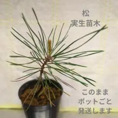 2026年最新】赤松 苗の人気アイテム - メルカリ