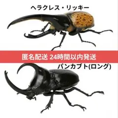 即購入OK★いきもの大図鑑 かぶとむし09 ヘラクレス・リッキー含む2種セット