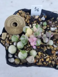 56 斑入りグリーンネックレス 多肉植物 抜き苗 カット苗