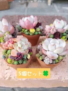 こぶたぶーちゃん様 リクエスト 2点 まとめ商品