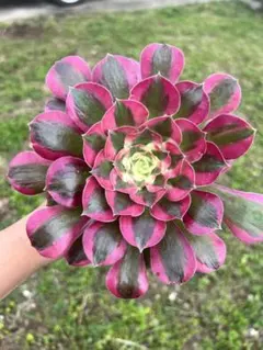 アエオニウム 抜き苗桃花塢900 - メルカリ