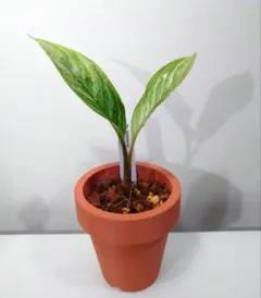 Aglaonema nitidum Curtisii　アグラオネマ　カーティシーのサムネイル