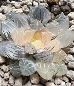 多肉植物 ハオルチア OB-1オブツーサ錦 鮮明錦 陰陽錦 - メルカリ