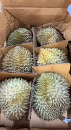 訳アリ品】タイ産ドリアン 約10kg 佐川冷蔵発送 - メルカリ