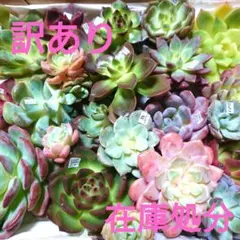 Miiko様 リクエスト 2点 まとめ商品