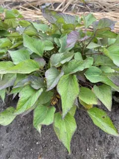 農薬不使用　さつまいも葉 サツマイモ苗 芋 サツマイモ さつまいも 野菜苗　5本